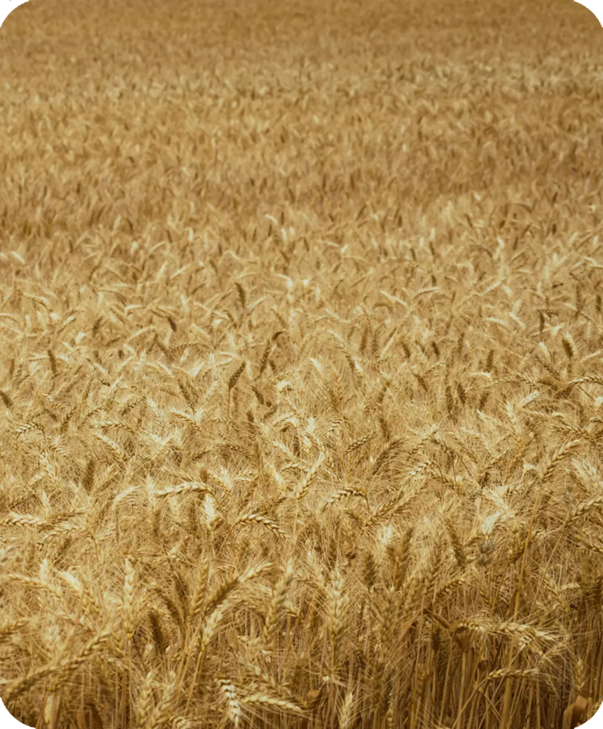 Page liens rapides développement